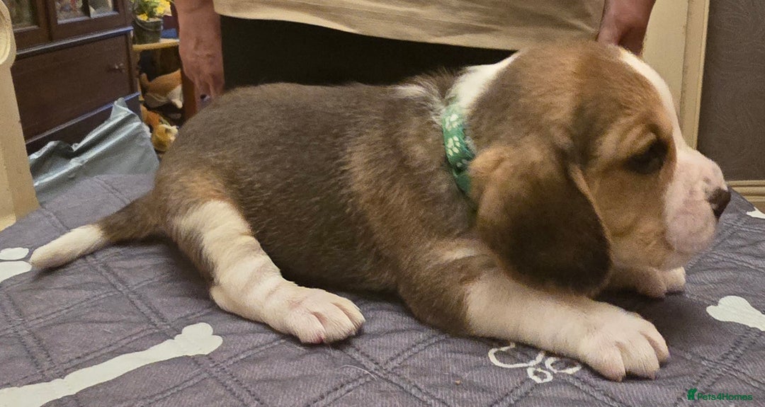 Beagle dogs for sale: KC registered Beagle pups, Rare Blue tri & tri - Advert 15