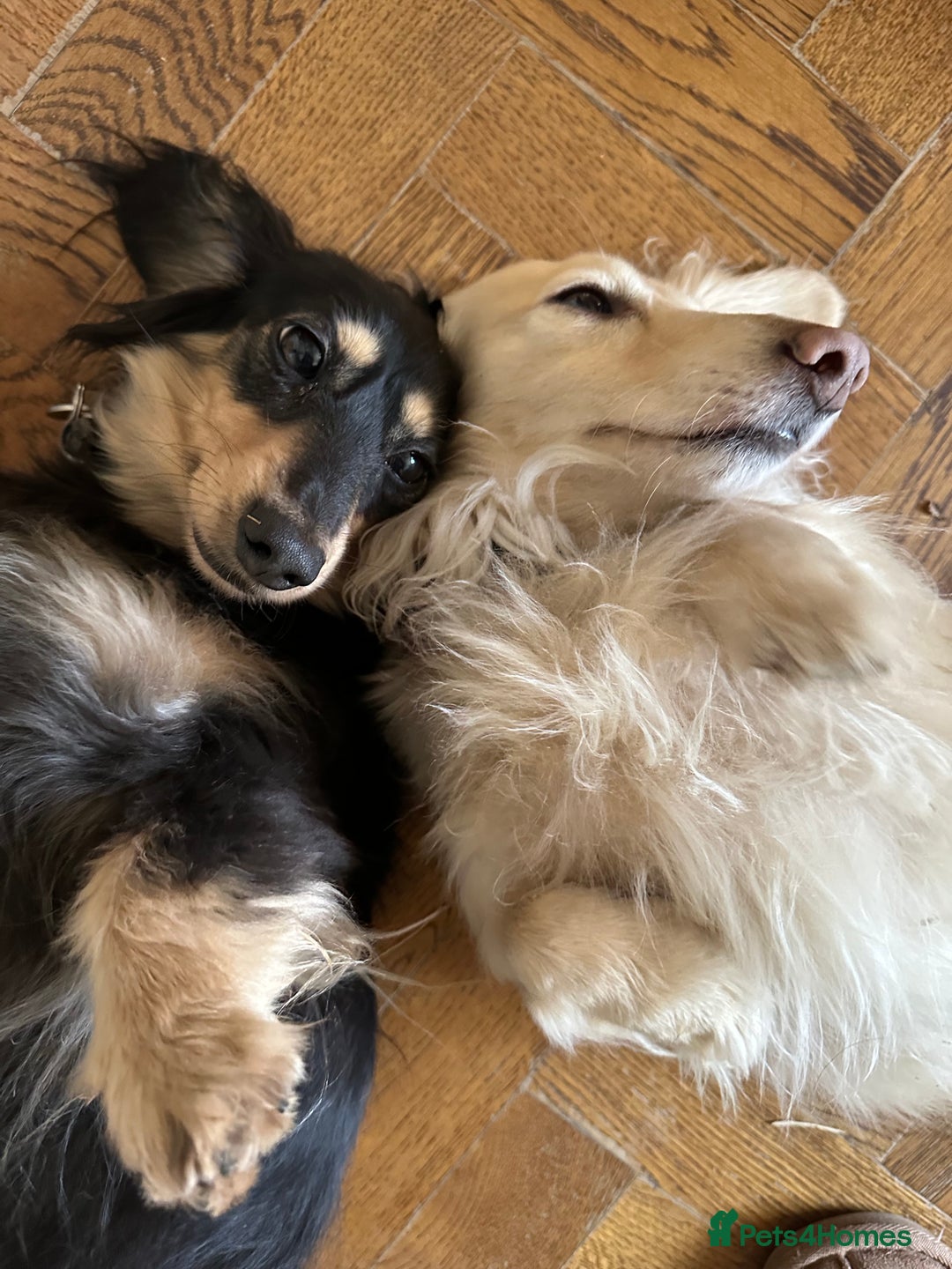 Miniature Dachshund dogs for sale: Beautiful one in a million miniature dachshund  - Image 15