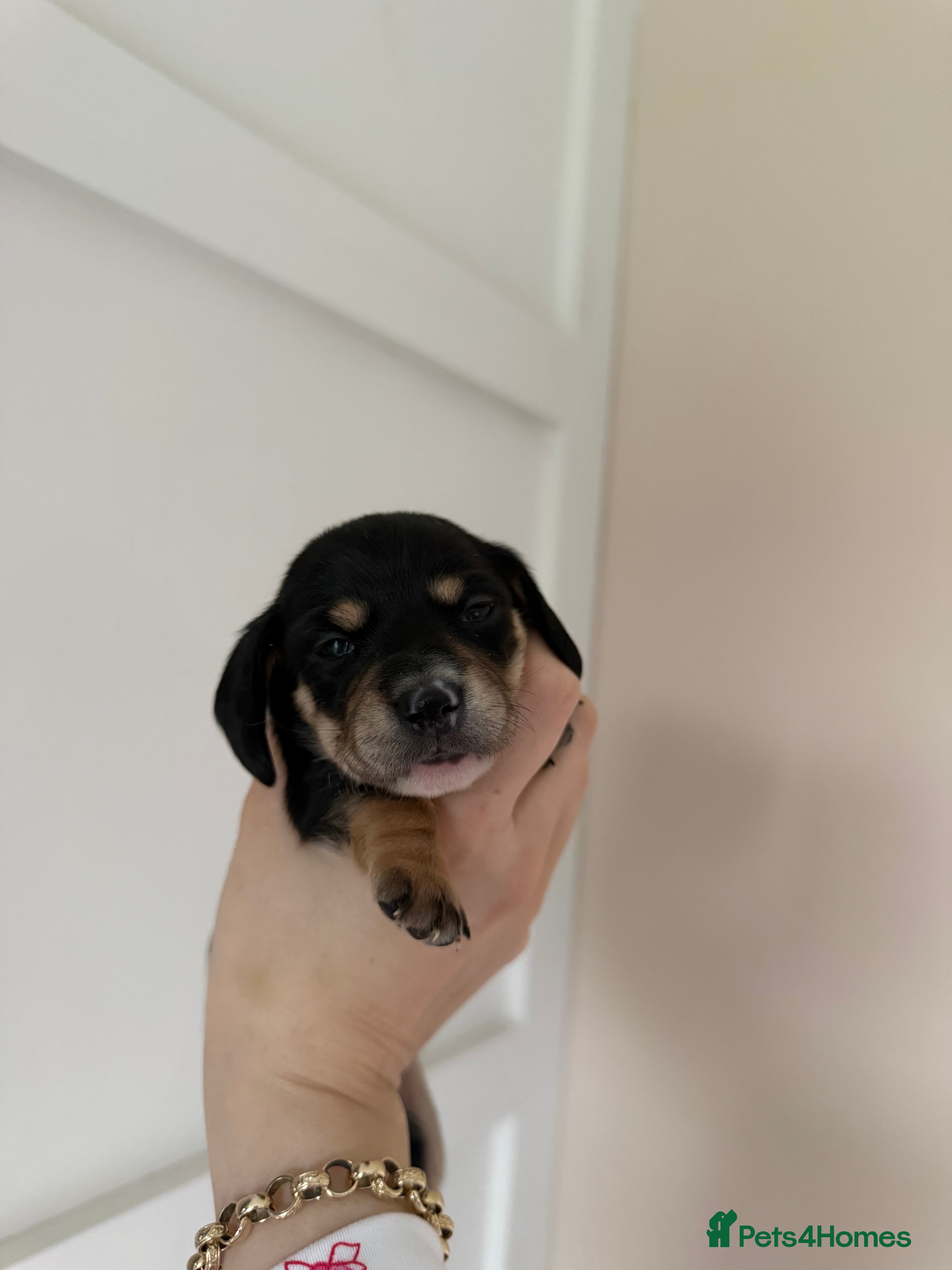 Miniature Dachshund dogs Last Black and cream gorgeous miniature dachshund! - Advert 17