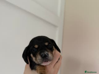 Miniature Dachshund dogs Last Black and cream gorgeous miniature dachshund! - Advert 17