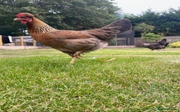 Chickens poultry for sale: POL HYBRID HENS SUPER FRIENDLY  - Image 2