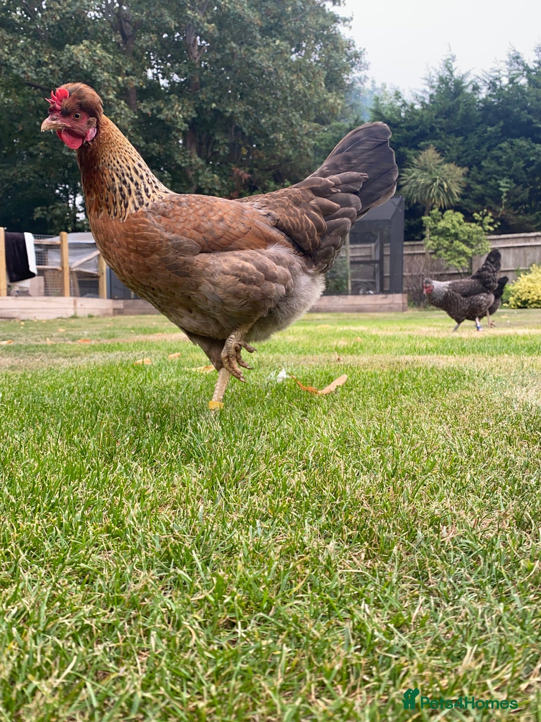 Chickens poultry for sale: POL HYBRID HENS SUPER FRIENDLY  - Image 2