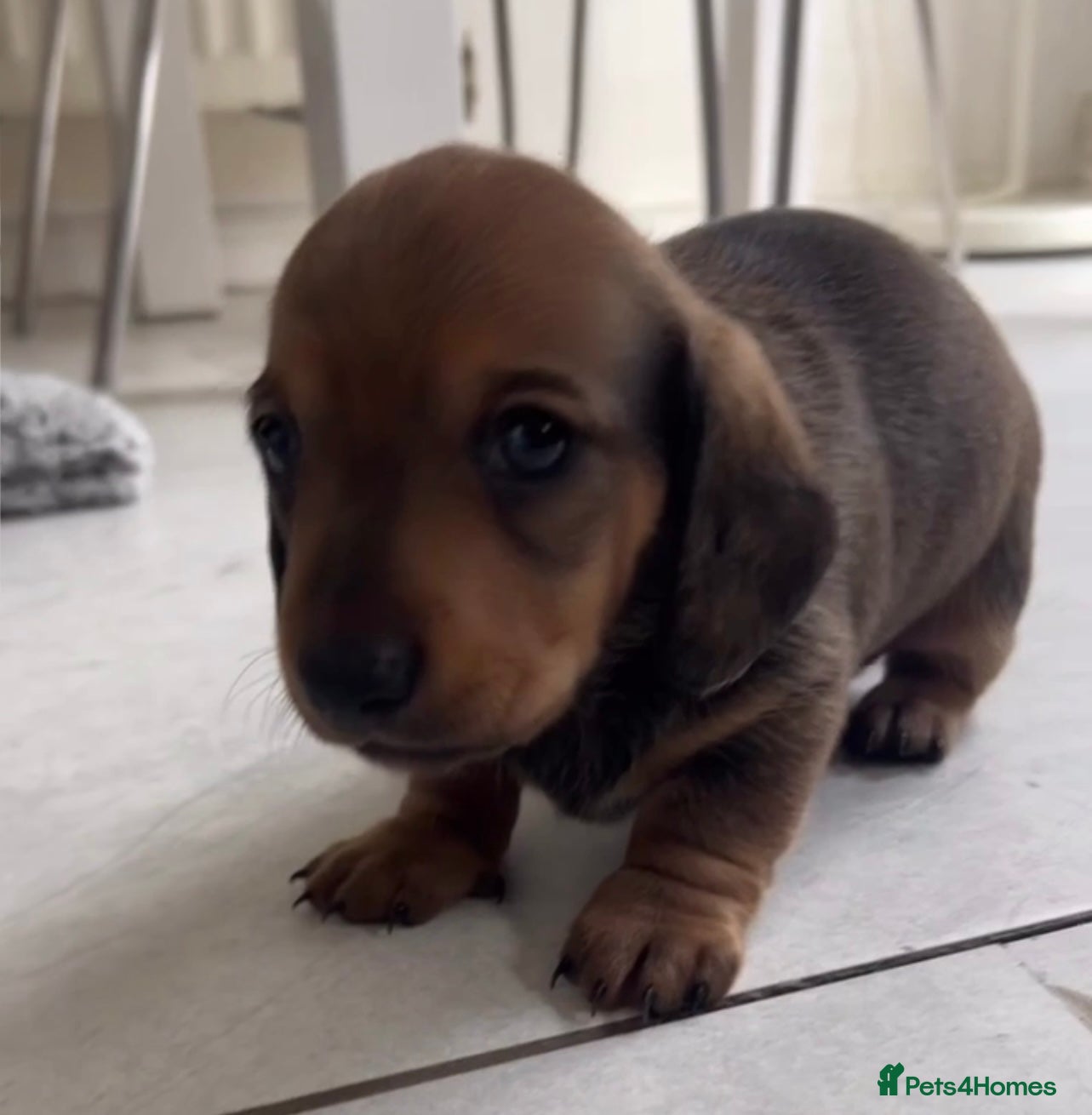 Miniature Dachshund dogs Stunning litter of beautiful babies  - Advert 8