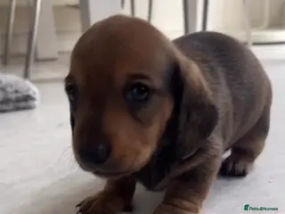 Miniature Dachshund dogs Stunning litter of beautiful babies - Advert 8