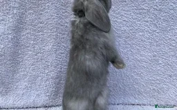 Mini Lop rabbits for sale: Stunning babies various ages vaccinated  - Advert 26