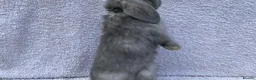 Mini Lop rabbits for sale: Stunning babies various ages vaccinated  - Advert 20