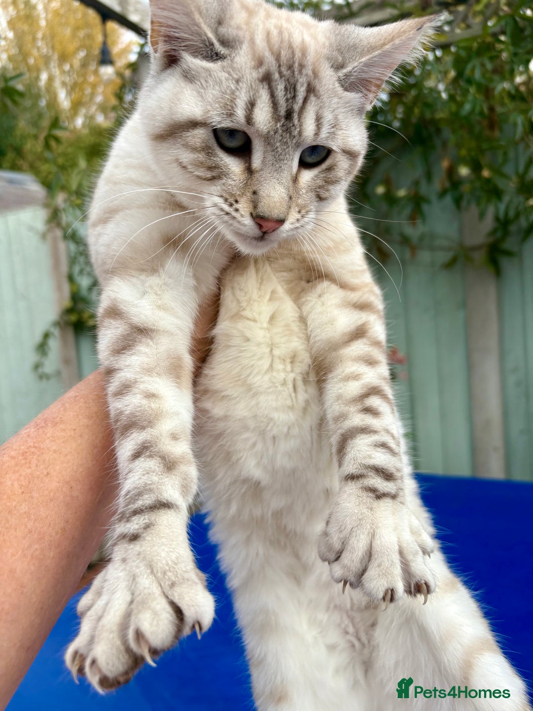 Savannah cats for sale: Breath taking rare girl - Image 8