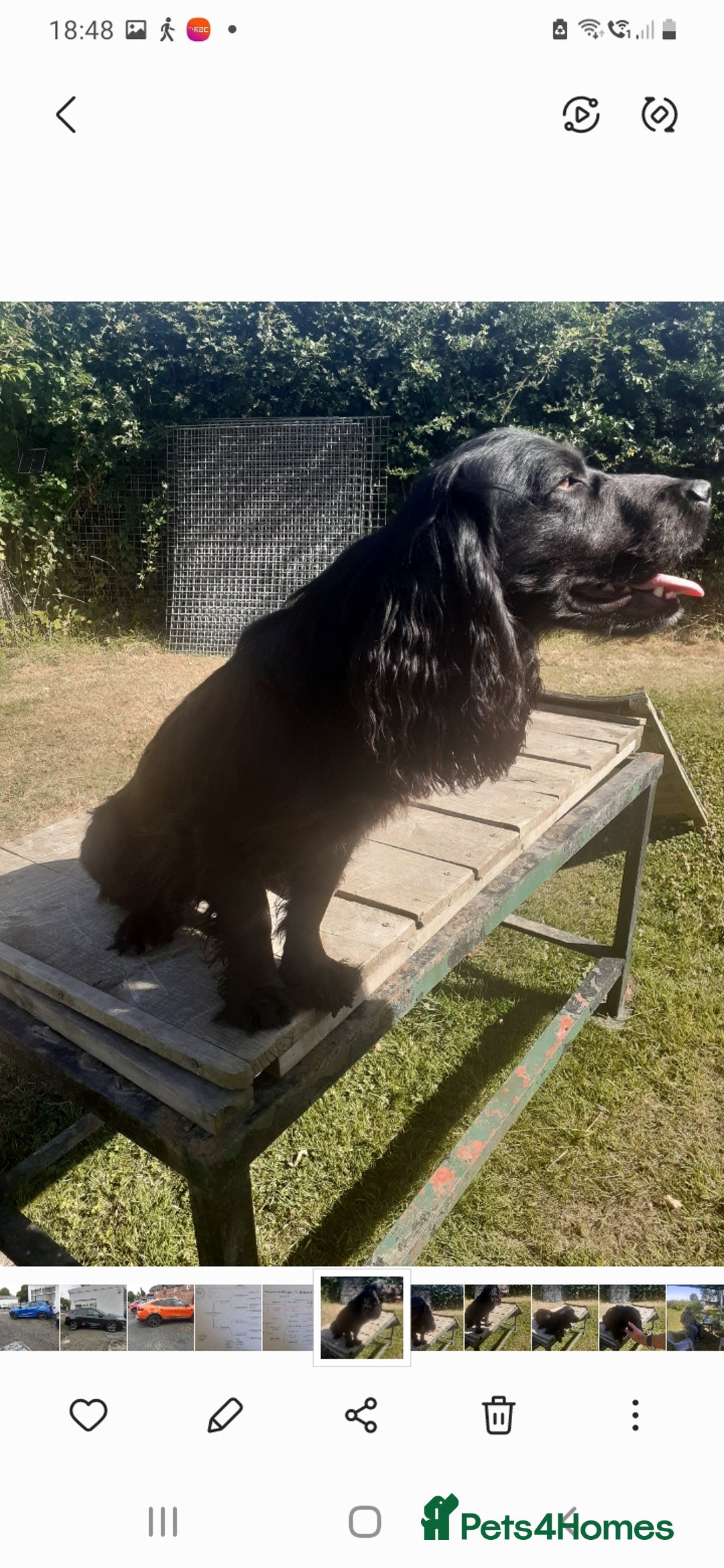 Cocker Spaniel dogs for sale: Black working cocker bitch pup - Image 4