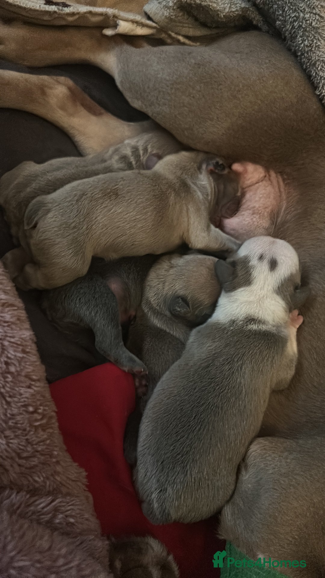 French Bulldog dogs for sale: French Bulldogs Fluffy - Advert 11