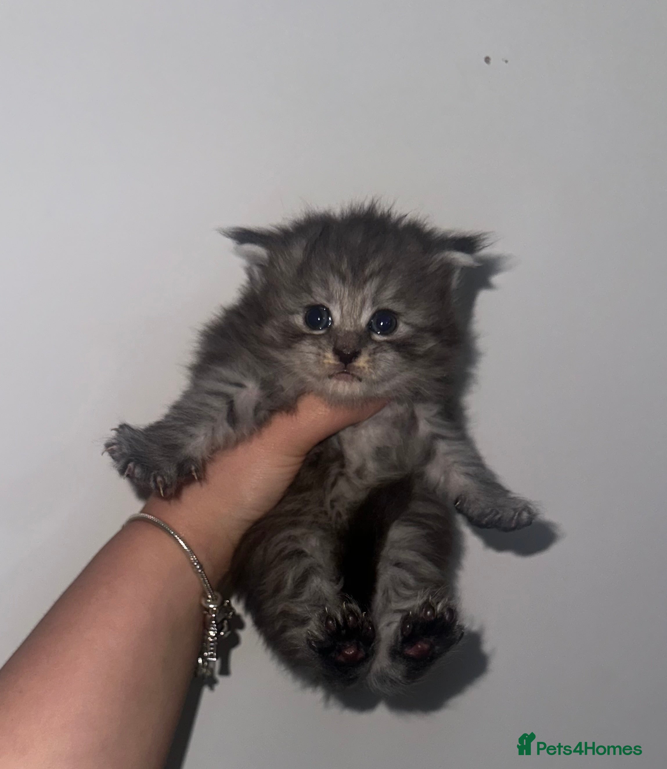 Maine Coon cats TICA MAINE COON KITTENS - Advert 9