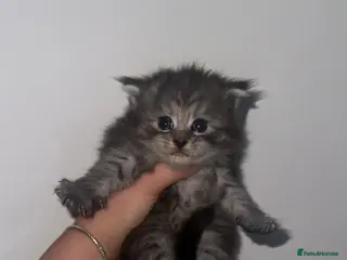 Maine Coon cats TICA MAINE COON KITTENS - Advert 9