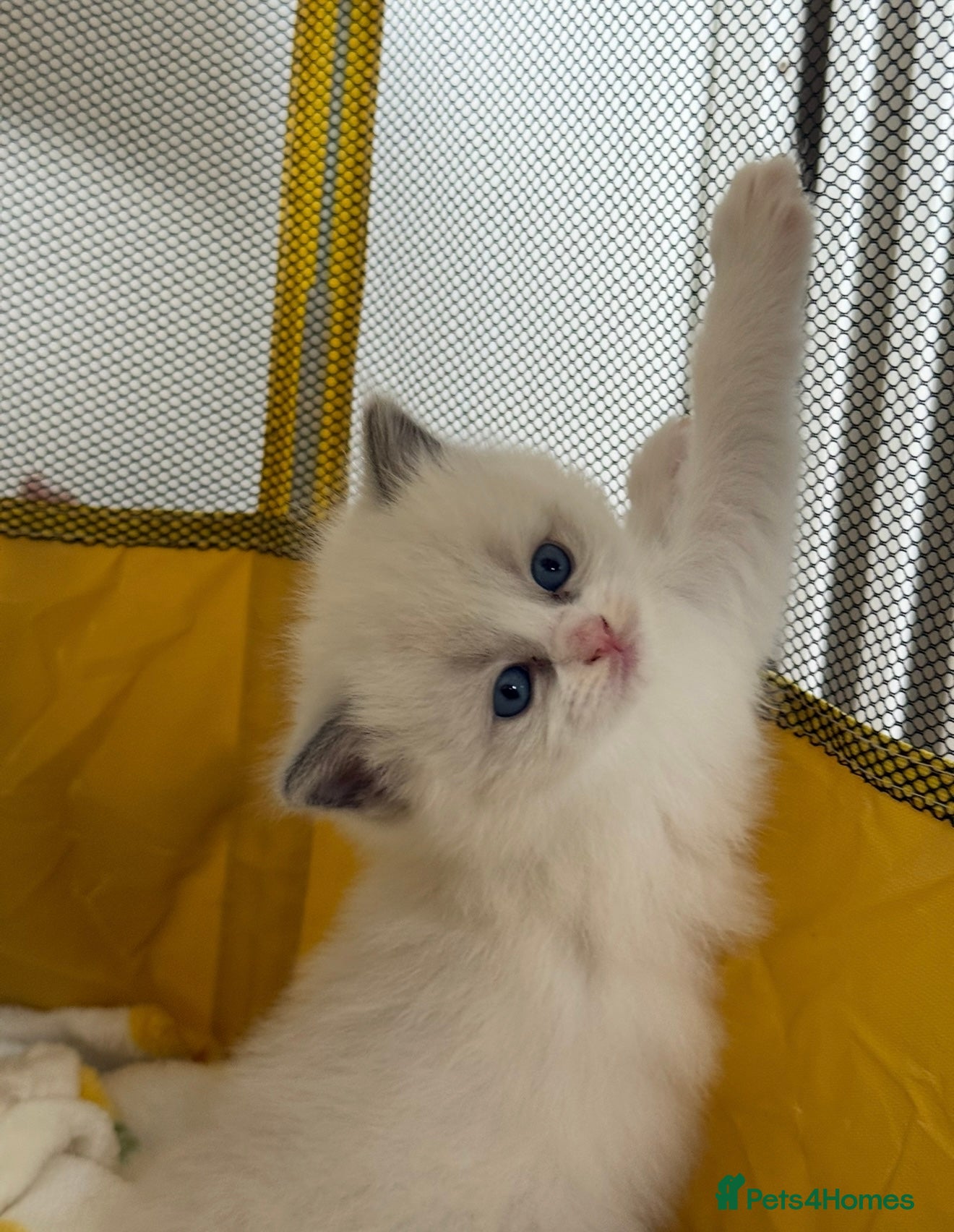 Ragdoll cats Pure bred European Ragdolls  - Advert 1