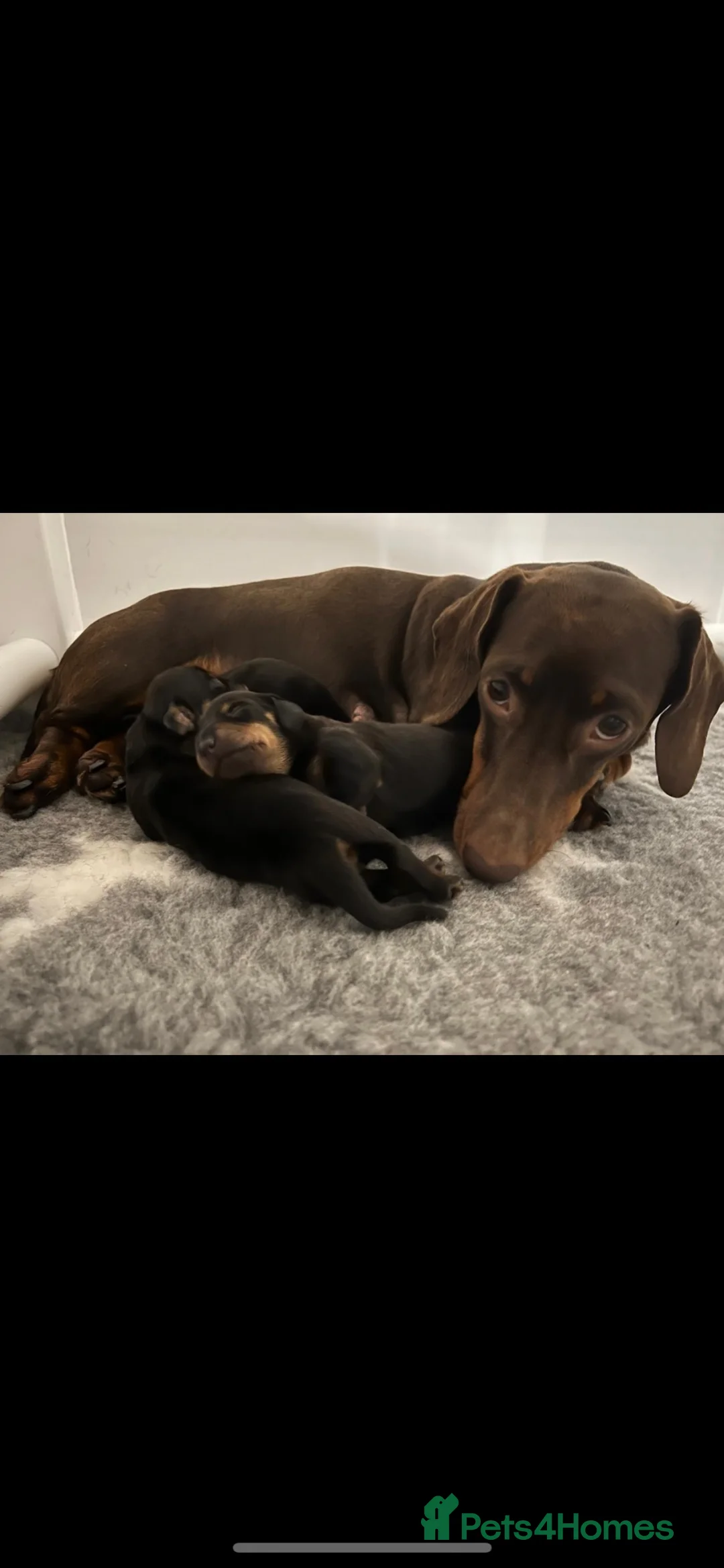 Miniature Dachshund dogs for stud: Health tested and proven miniature dachshund stud  in Malmesbury - Advert 6