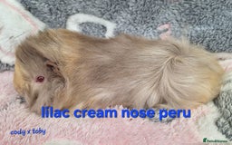Guinea Pig rodents for sale: Male peruvian guinea pig babies  in Saltburn-by-the-Sea - Image 1