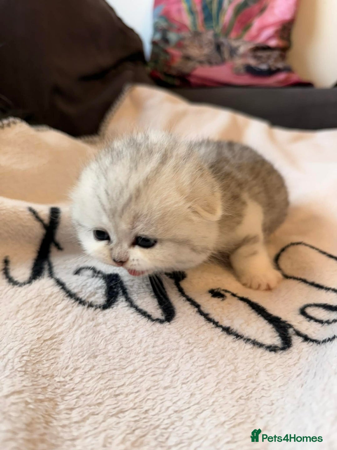 Scottish Fold cats for sale: Scottish fold / straight Kittens  - Advert 15