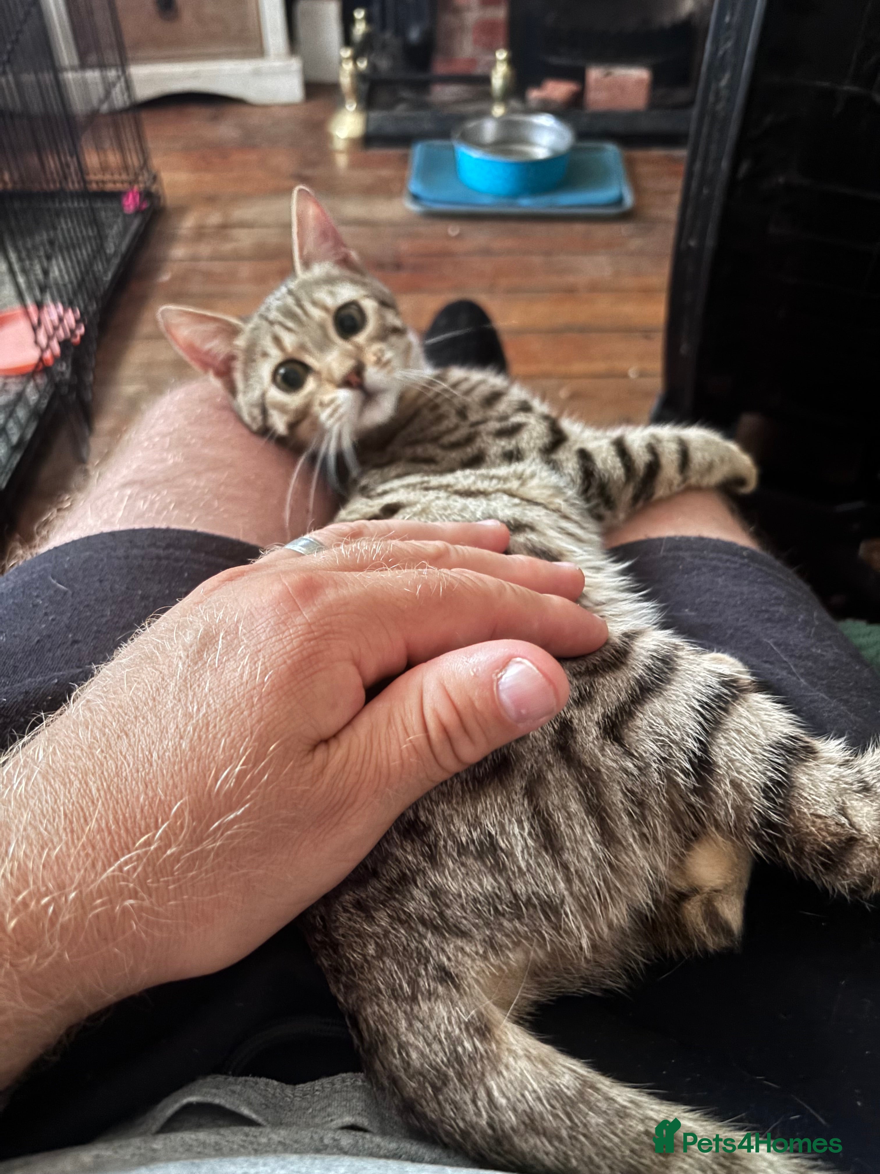 Bengal cats Gorgeous brown spot bengal kittens Sofa ready  - Advert 8