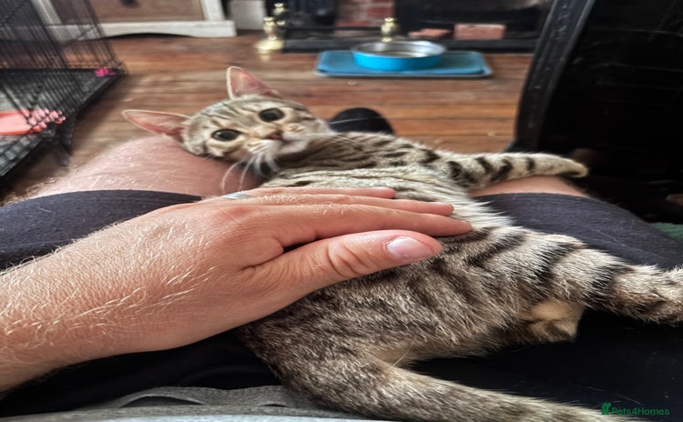 Bengal cats - Advert 5