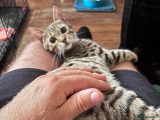 Bengal cats - Advert 22