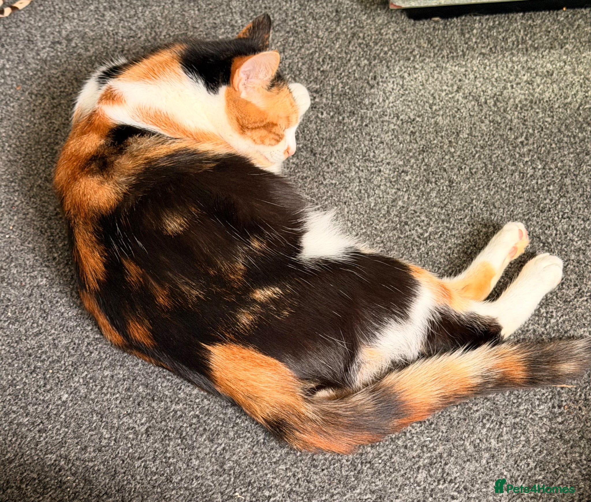 Mixed Breed cats Oriental x British Longhair Kittens - Advert 6