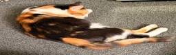 Mixed Breed cats for sale: Oriental x British Longhair Kittens - Advert 1