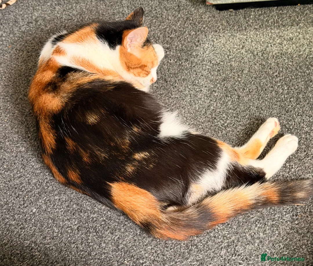 Mixed Breed cats for sale: Oriental x British Longhair Kittens - Advert 1