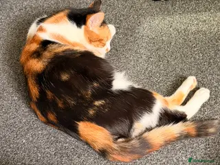 Mixed Breed cats Oriental x British Longhair Kittens - Advert 9