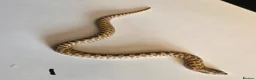Snake reptiles for sale: Western Hognose Babies - Normal and Axanthics - Advert 5
