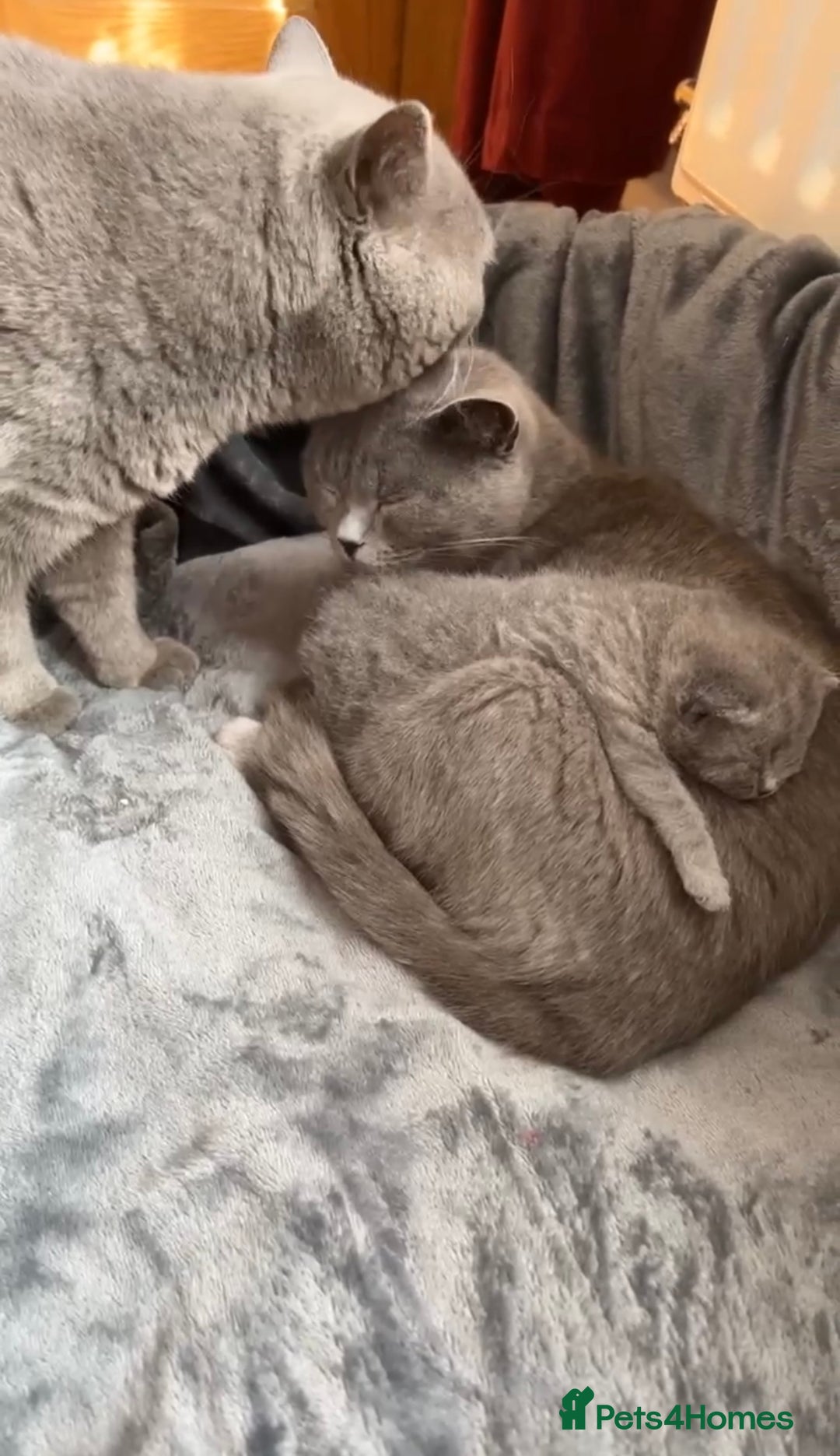 British Shorthair cats for sale: British Short Hair Male 12Weeks - Image 2