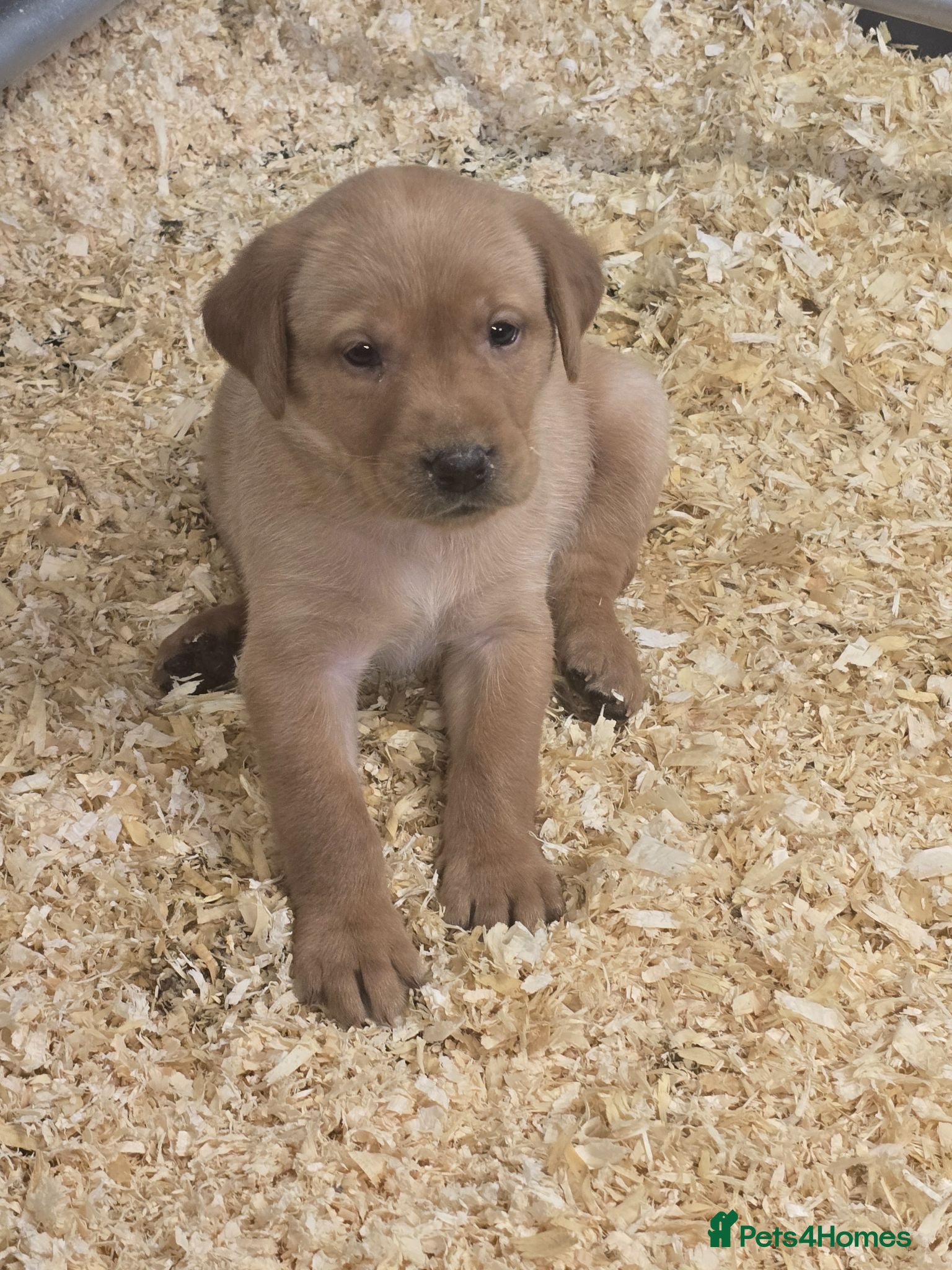 Labrador Retriever dogs Beautiful litter of puppies for sale - Advert 1