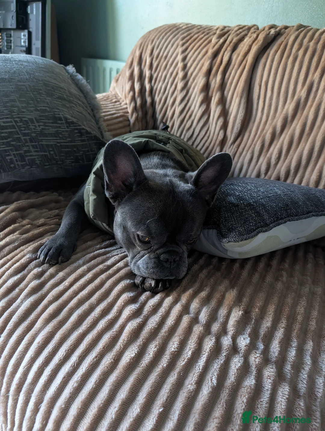 French Bulldog dogs for sale: Male french bulldog  in Derby - Advert 3