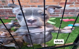 American Bully dogs for sale: Blue & lilac tri pocket bully’s  - Image 10
