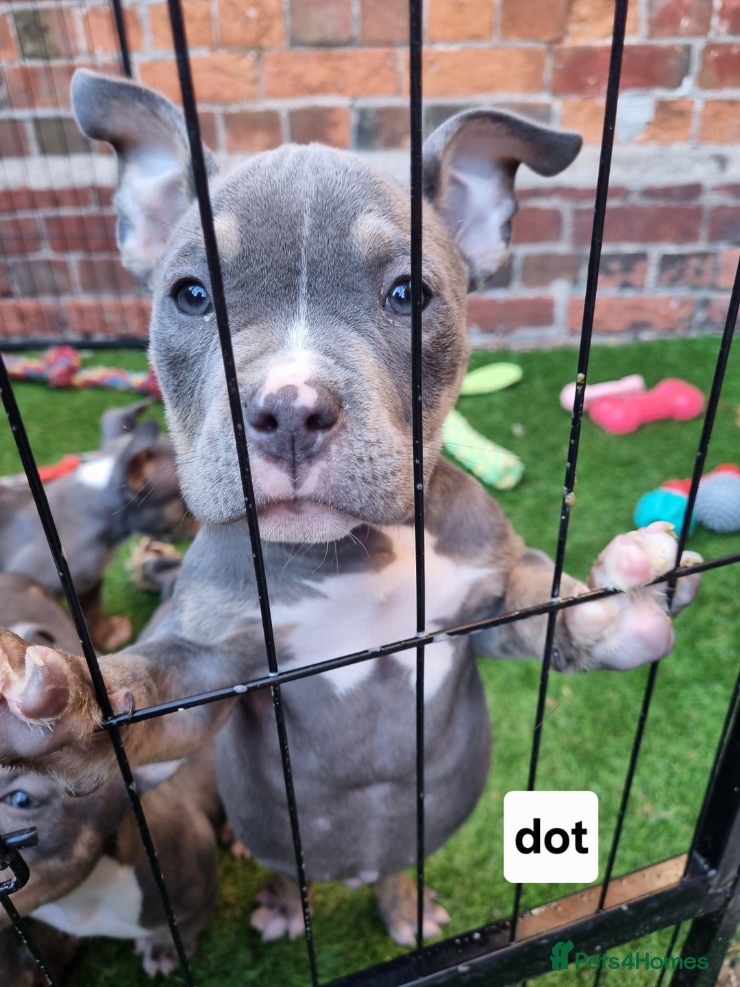 American Bully dogs for sale: Blue & lilac tri pocket bully’s  - Image 10