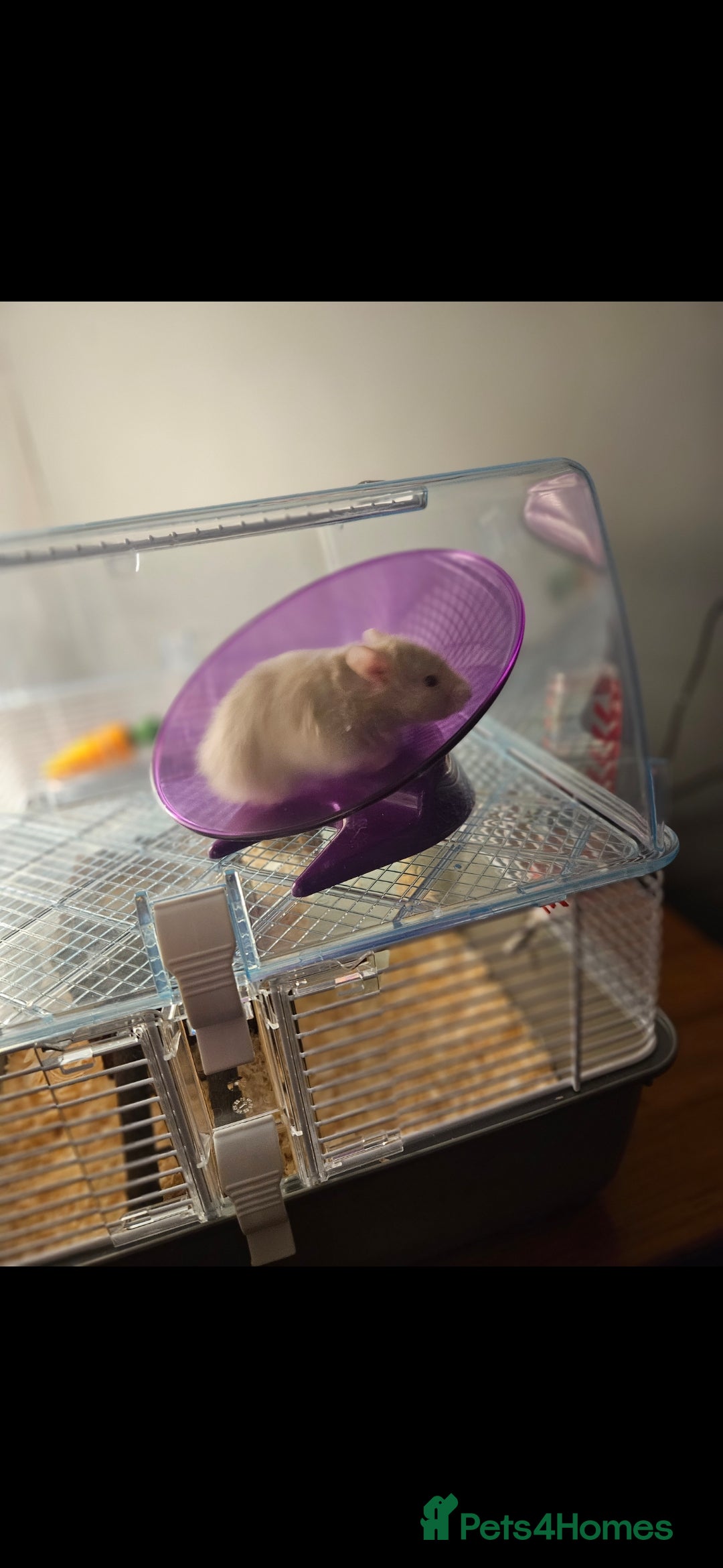Hamster rodents for sale: Friendly fluffy hamster for sale - Image 4