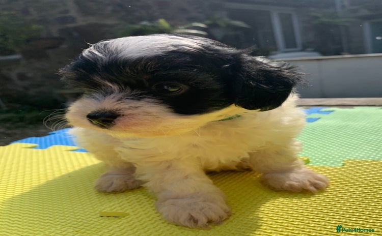 Cavachon dogs - Advert 4