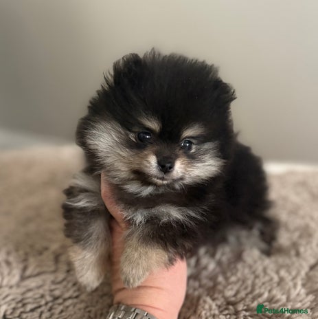 Pomeranian dogs - Advert 3