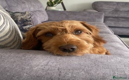Cockapoo dogs for stud: Milo  - Image 2
