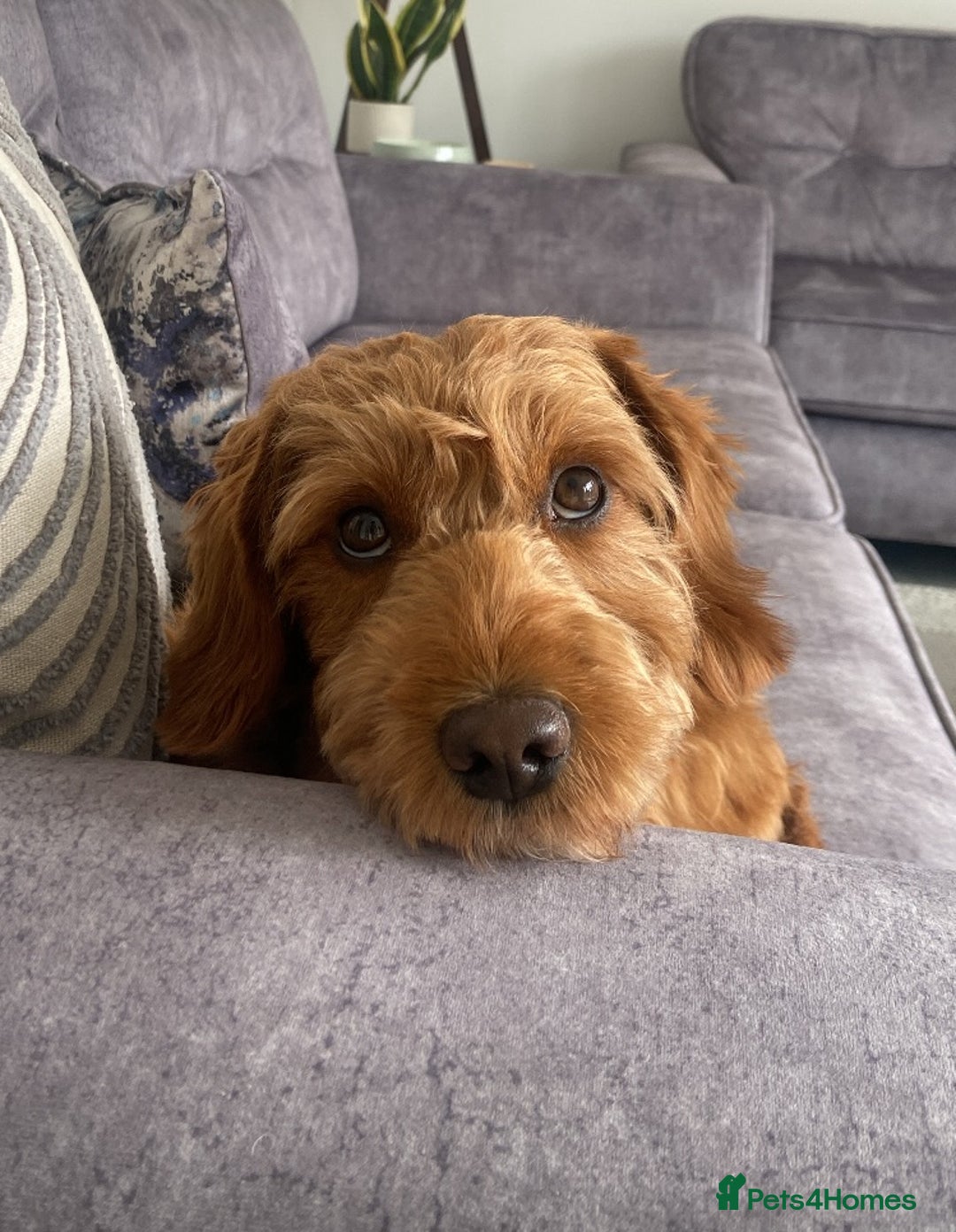 Cockapoo dogs for stud: Milo  - Image 2