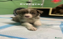 Border Collie dogs for sale: Fully health tested lilac and white kcreg puppies  - Image 21