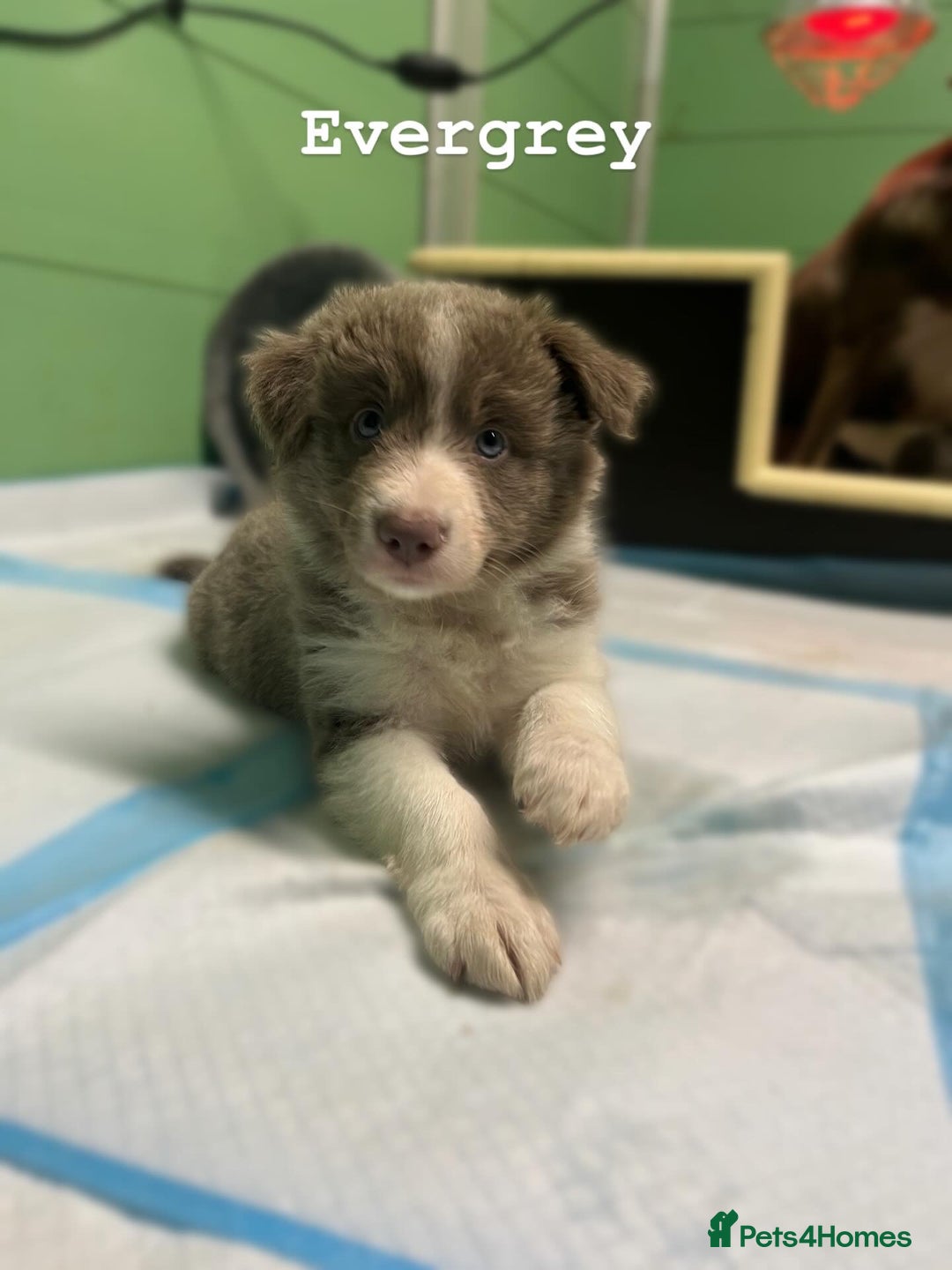 Border Collie dogs for sale: Fully health tested lilac and white kcreg puppies  - Image 21