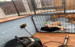 Labrador Retriever dogs for sale: Stunning Labrador puppies ready Wednesday!!! - Image 15
