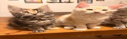 Maine Coon cats for sale: Maine coon kittens ready now, 1girl 1boy left  - Advert 5
