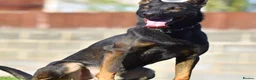 Mixed Breed dogs for sale: 🔥 PH1 BULLHERDERS BREEDING 🔥 - Advert 15