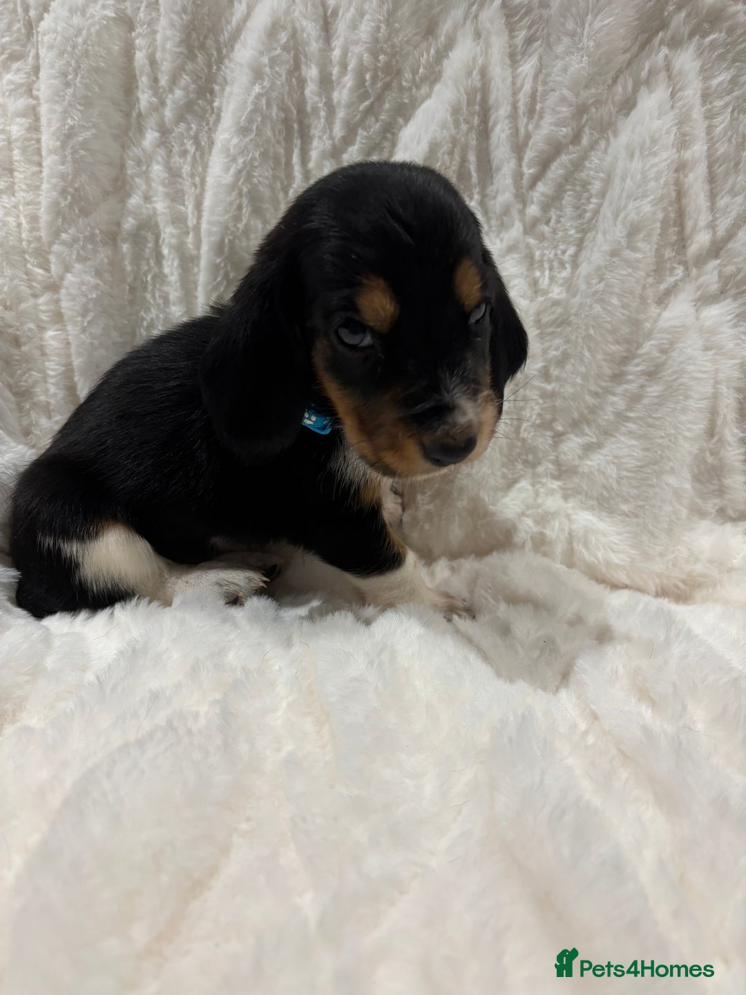 Basset Hound dogs for sale: Bassett hound puppies  - Advert 24