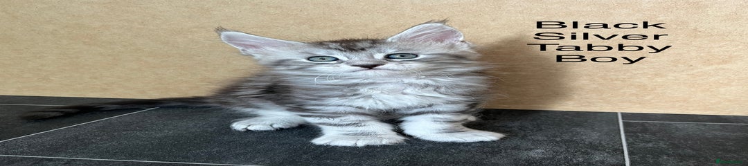 Maine Coon Kitten 6