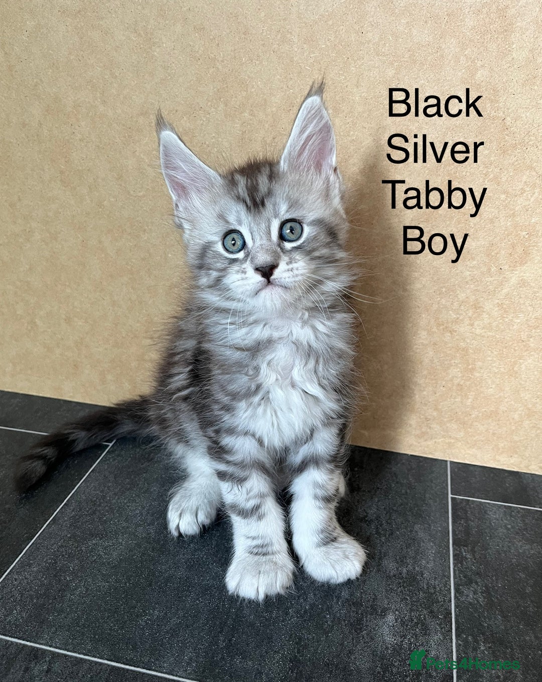 Maine Coon cats for sale: Pure Bred Maine Coon Kitten - Image 5