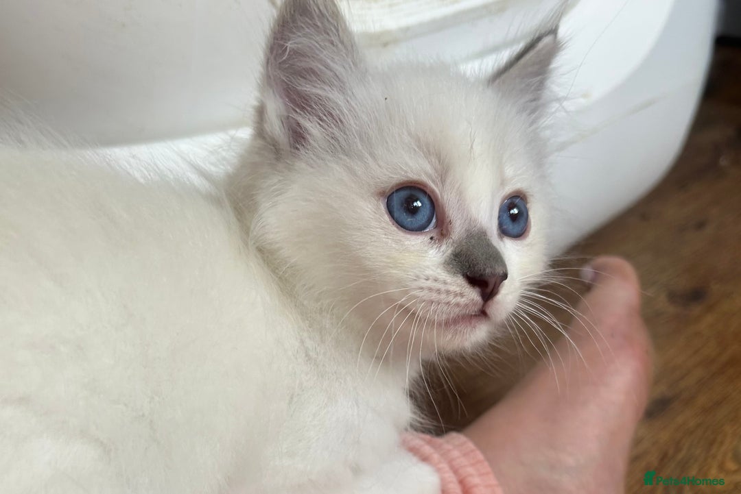 Ragdoll cats for sale: Ragdolls last male lynx  - Image 5