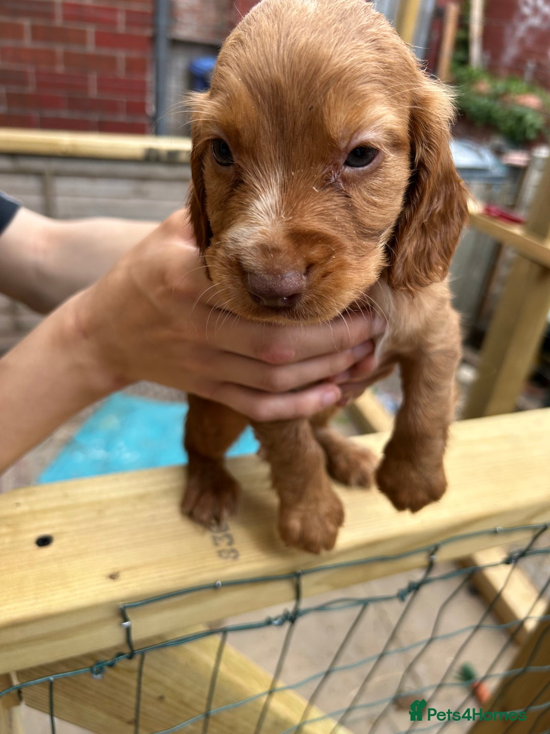 Cocker Spaniel dogs for sale: Kc cocker spaniels  - Image 3