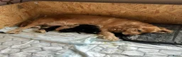 Cocker Spaniel dogs for sale: LAST 2 BLACK SHOW TYPE PUPPIES  in Rochdale - Advert 5