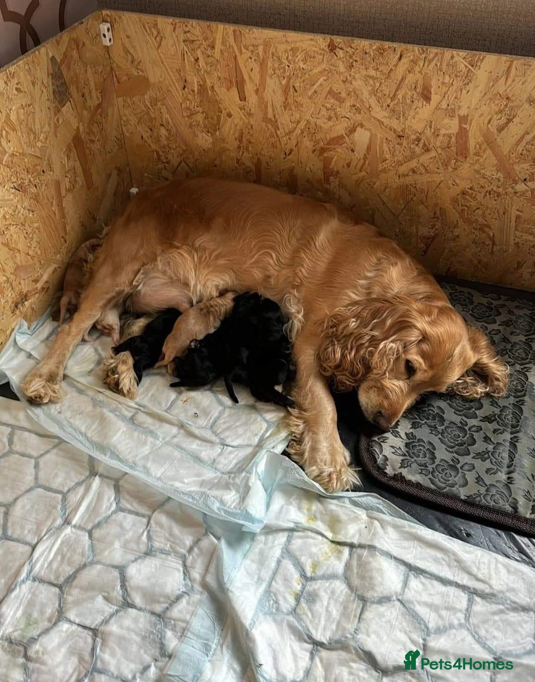 Cocker Spaniel dogs for sale: LAST 2 BLACK SHOW TYPE PUPPIES  in Rochdale - Advert 5