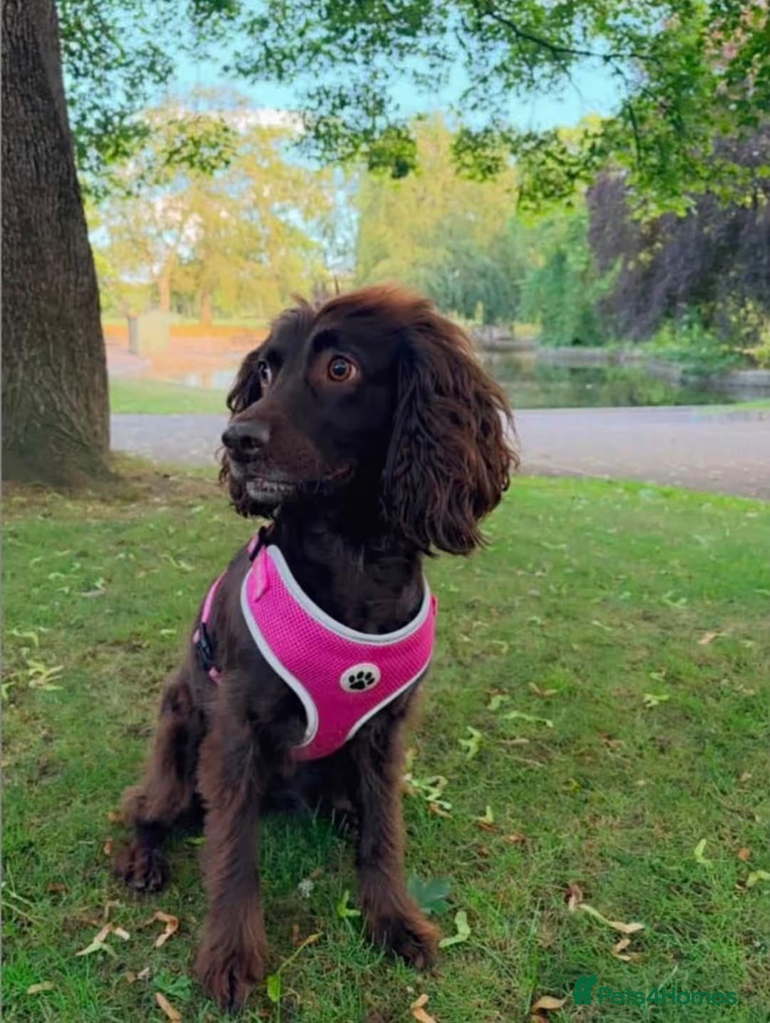 Cocker Spaniel dogs for sale: Ivy - the perfect Dog - Advert 4